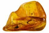 Two Fossil Flies (Diptera) In Baltic Amber #109470-3